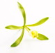 plants